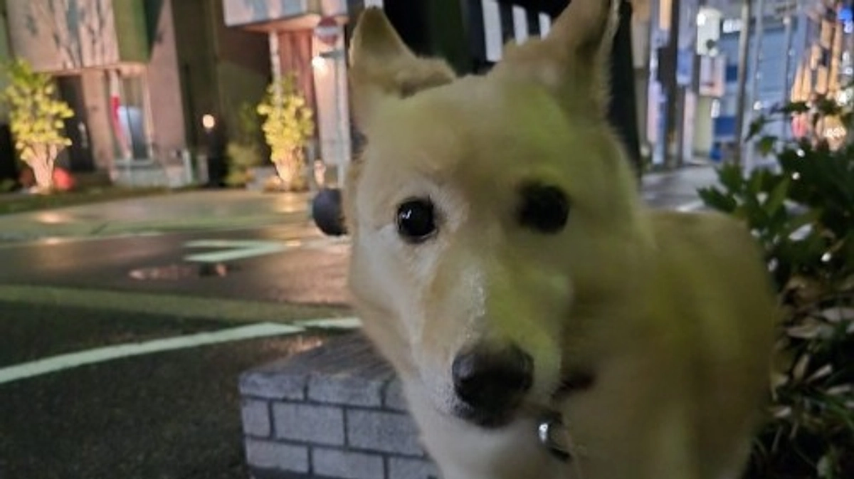 目標の80％、400万円まで来ました！保護犬の幸せのために、夜の散歩はエンドレス!?