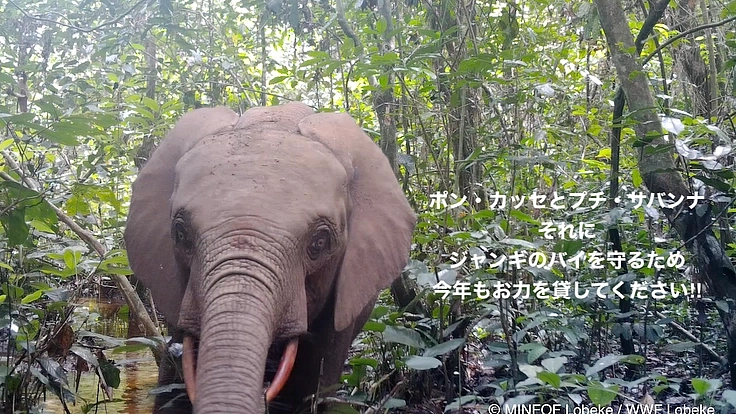 【緊急支援第2弾】マルミミゾウの楽園を密猟者の手から護りたい!! 7枚目