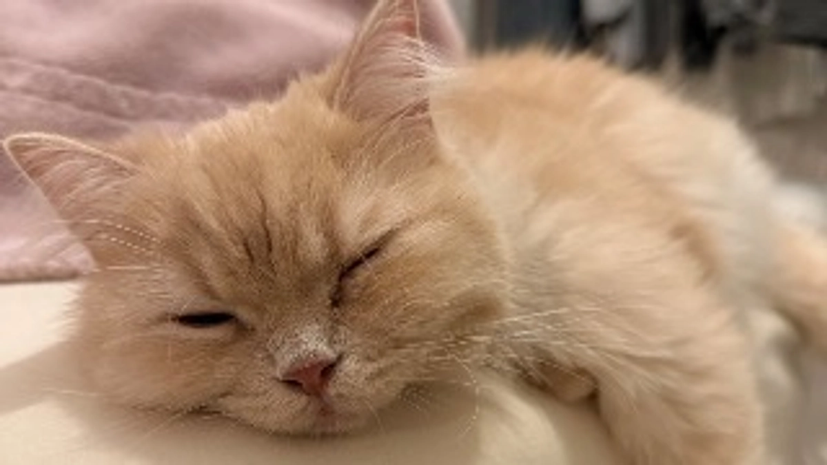 11/11 猫風邪😿（11/10 嘔吐）