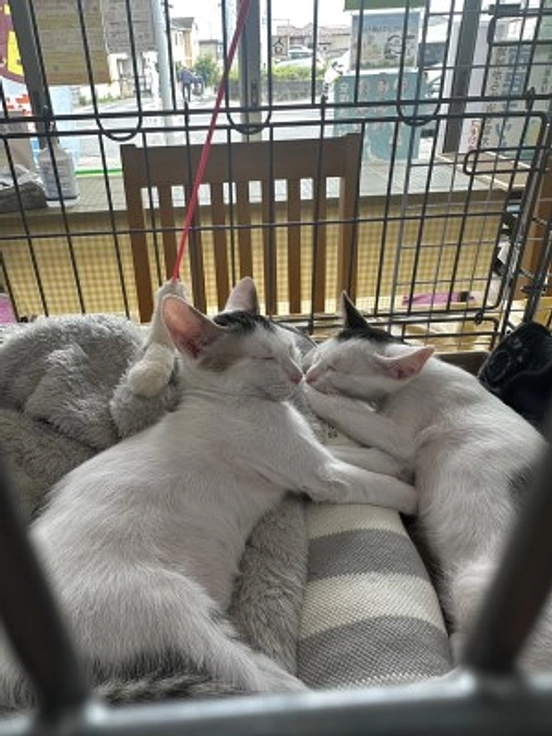 【活動報告】譲渡会開催しました！　今日も良縁、ありがとうございました