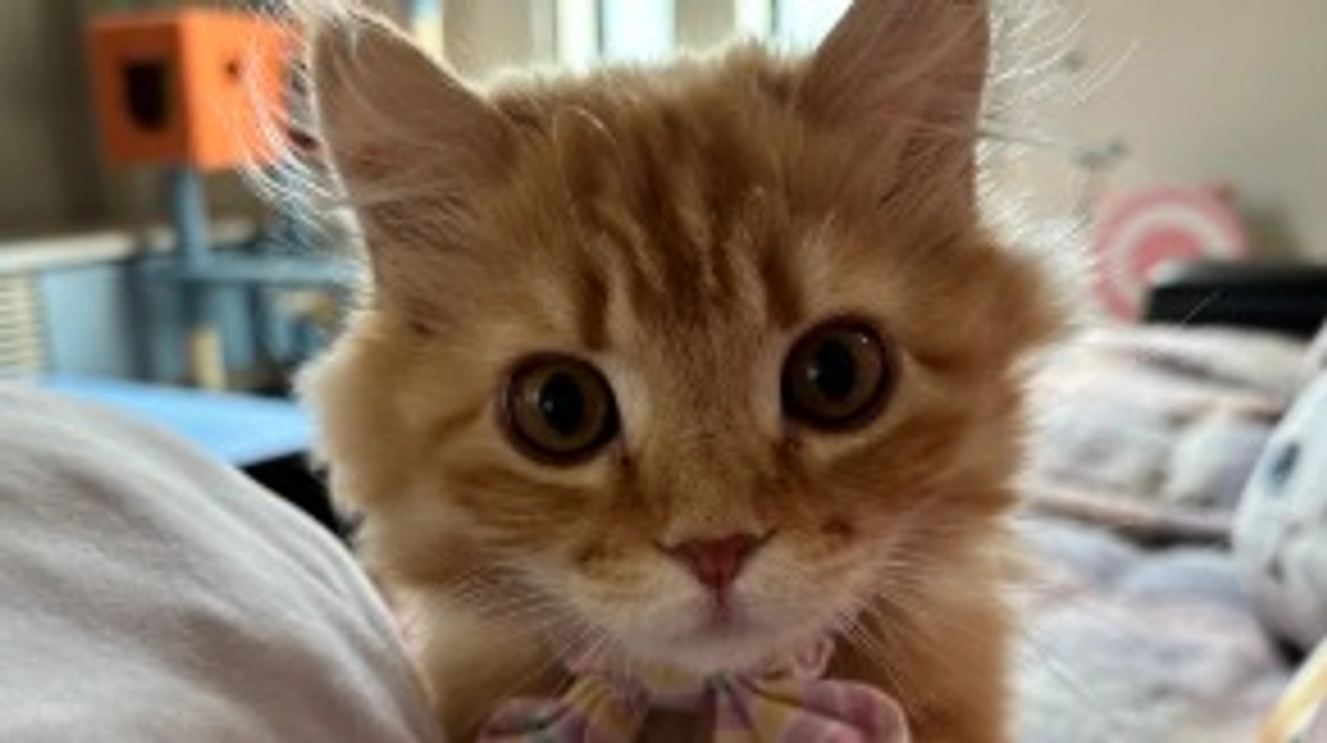 ありがとうございます