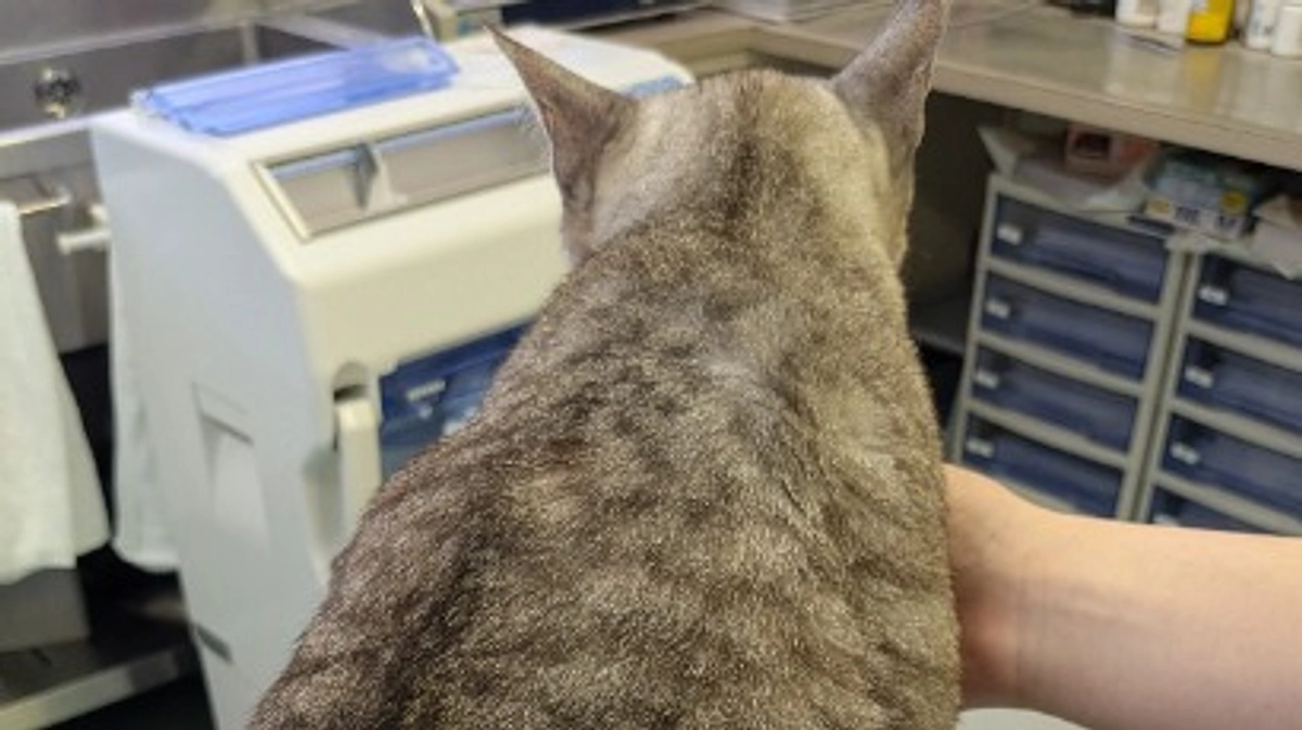 今宵のルーチェ