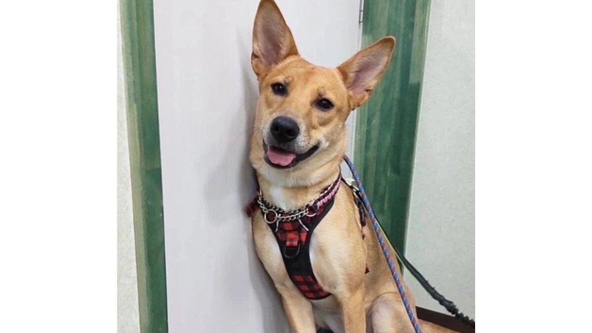 レーベンっ子のご紹介⑦じゃじゃ馬だけどワンコ「ちゃこ」