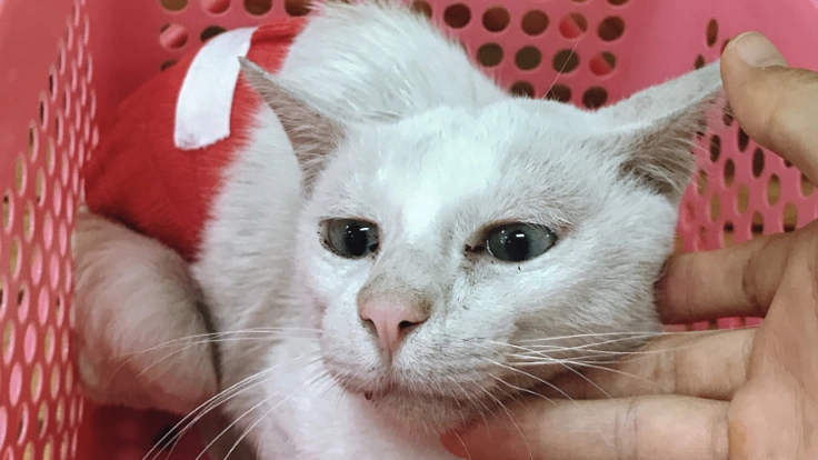 人間に捨てられた余命2年の猫白血病の白猫を最期まで看病したい