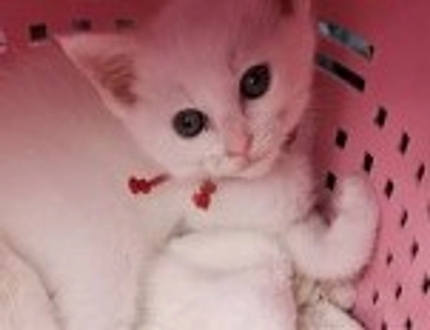 今日の白玉ちゃん