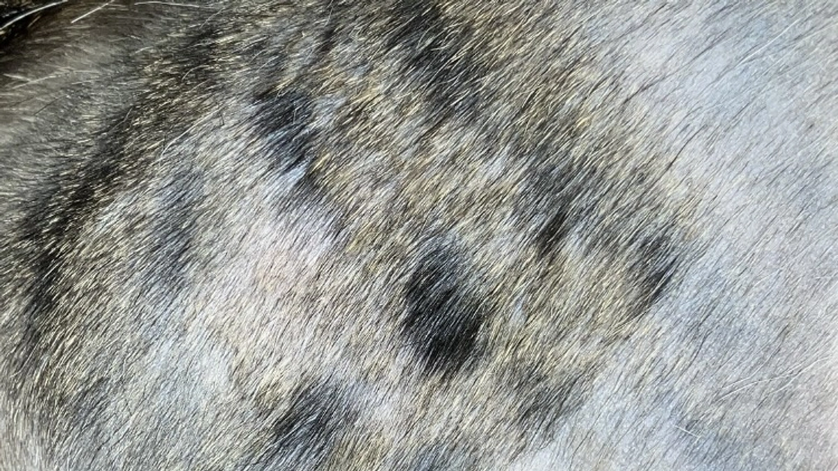 ※傷の写真があります