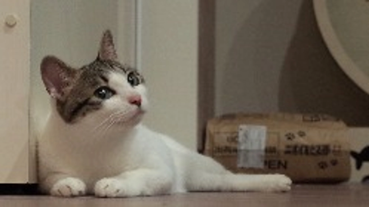 いそべが正式譲渡になりました！