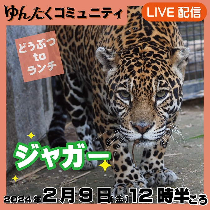 ゆんたくコミュニティ限定ライブ配信どうぶつtoランチ【ジャガー】