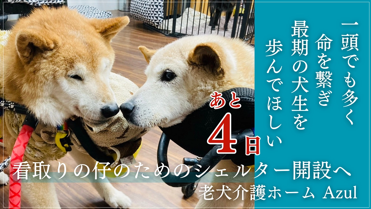 あと4日！沢山の応援メッセージをありがとうございます