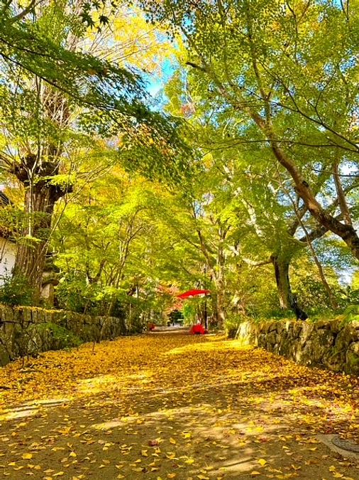 2023年11月15日のモミジの様子