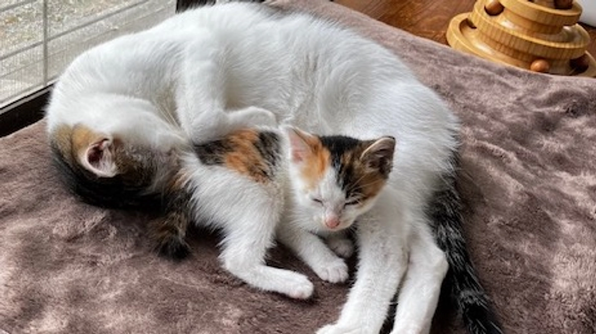 大阪へ子猫を届けに