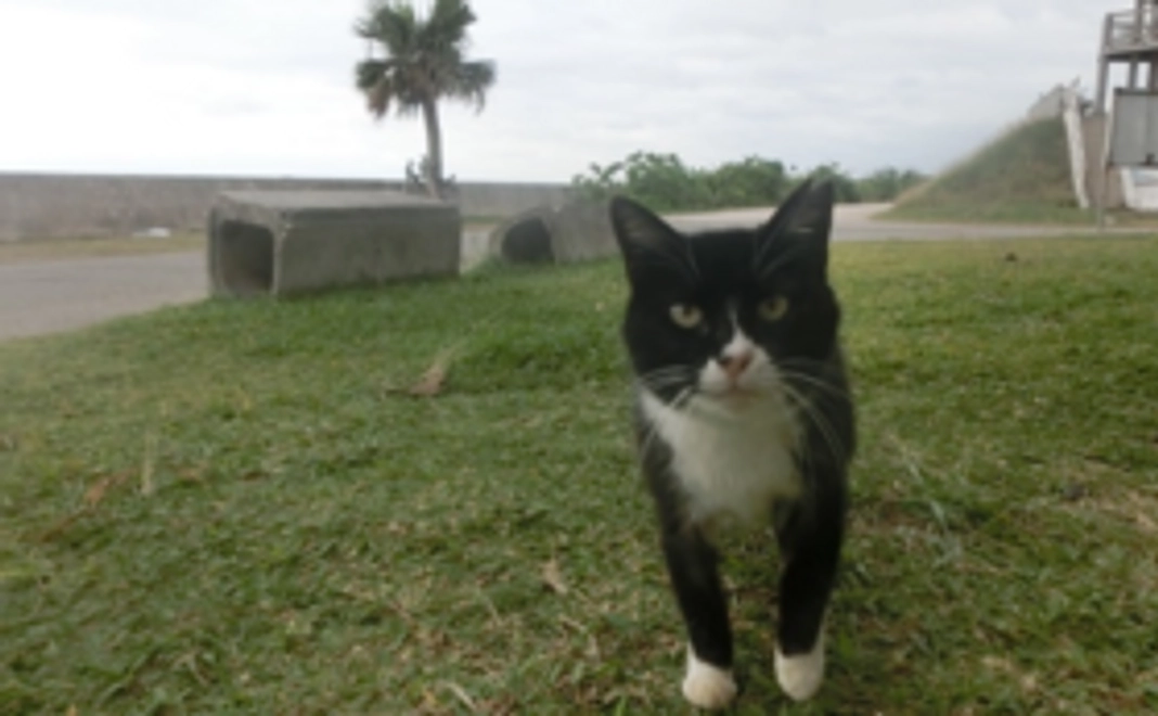 石垣島の猫たちへの応援コース
