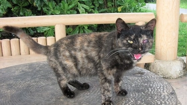 【第2弾】石垣島の捨てられた猫たちに、治療を受けさせたい。