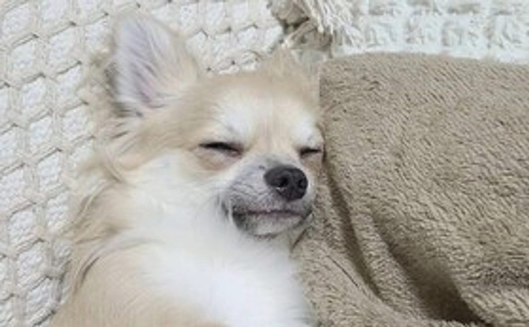 こはくへの応援　その2