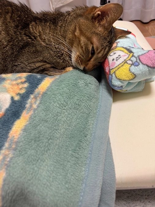 本日は朝、毎日のお注射で病院に行ってまいりました。