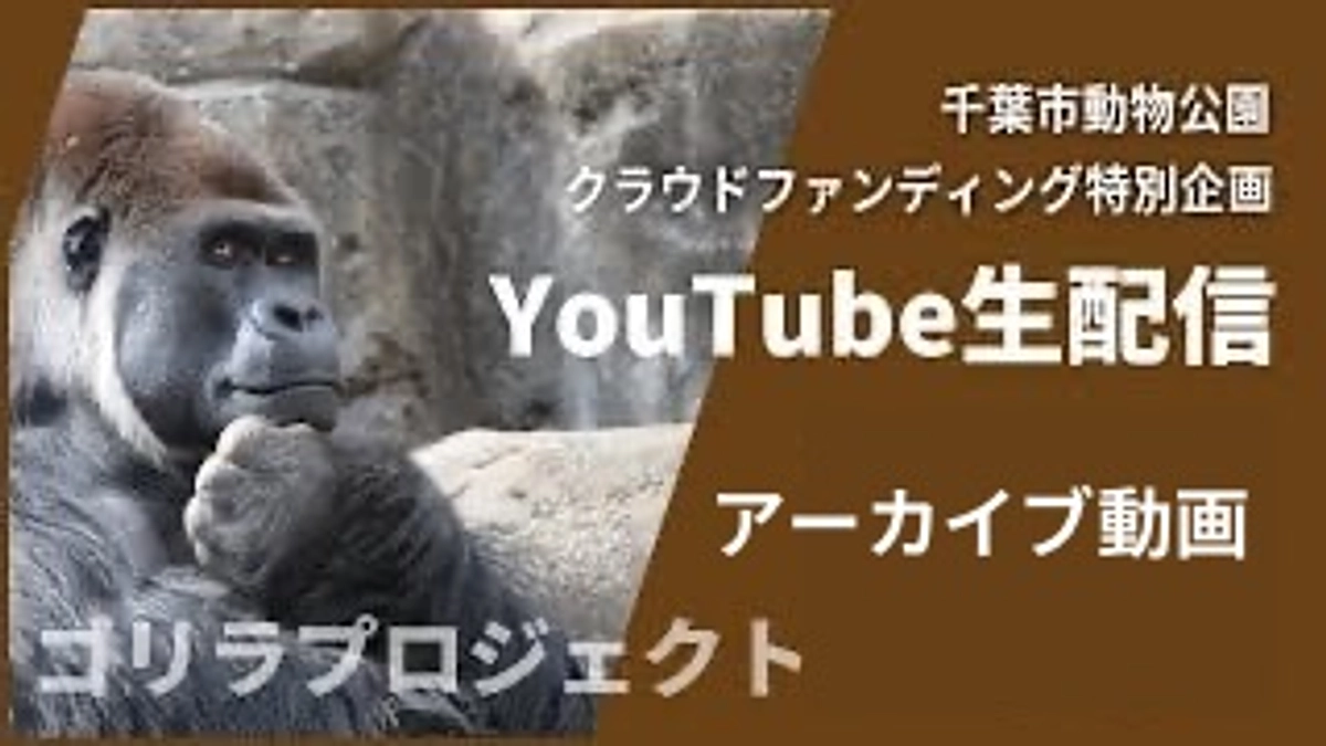 【見逃した方必見です！】昨日の生配信動画のアーカイブURLご紹介します！