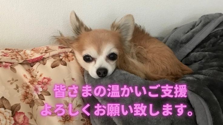 愛犬フィリップ【僧帽弁閉鎖不全症】手術費のご支援をお願い致します。