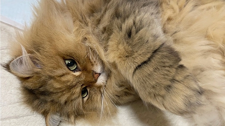 進行の早い癌で早急に高度治療が必要です。猫の茶々を助けてください！