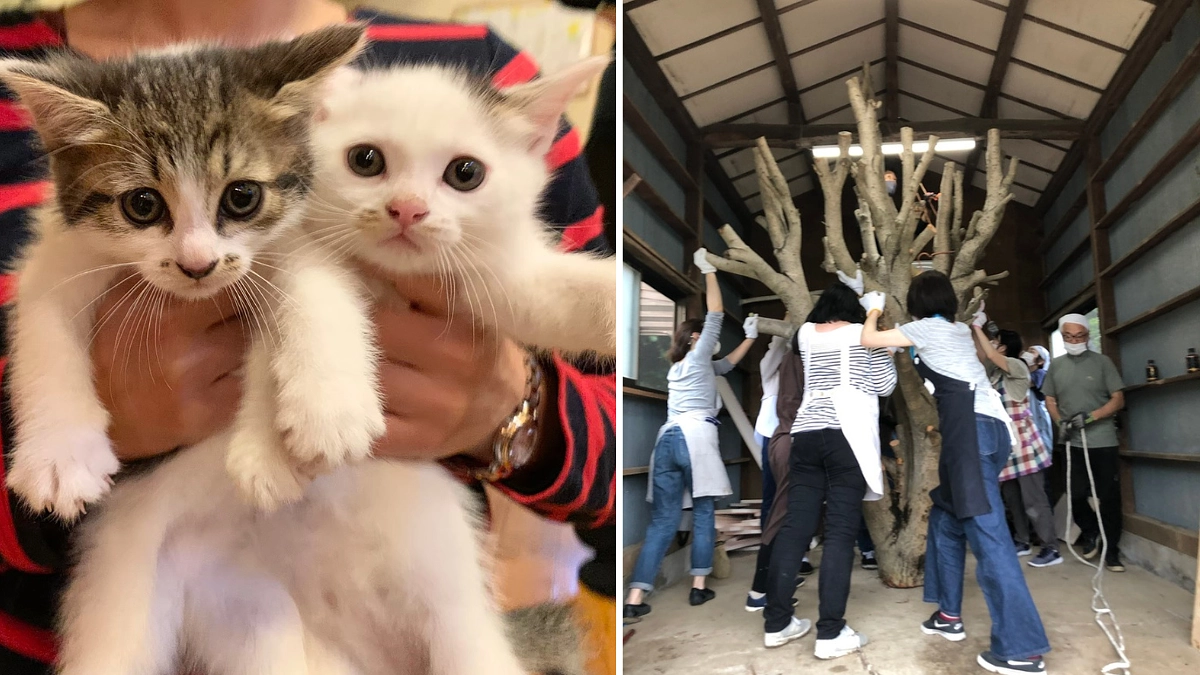 【39％突破】自分たちで出来ることは極力自分たちでやり、皆様からのご支援金は少しでも猫たちのために。