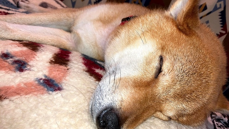 柴犬の茶太郎８歳悪性リンパ腫抗がん剤治療にご支援願います！（鈴木