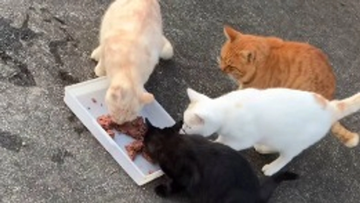 クラウドファンディング残り6日🚨