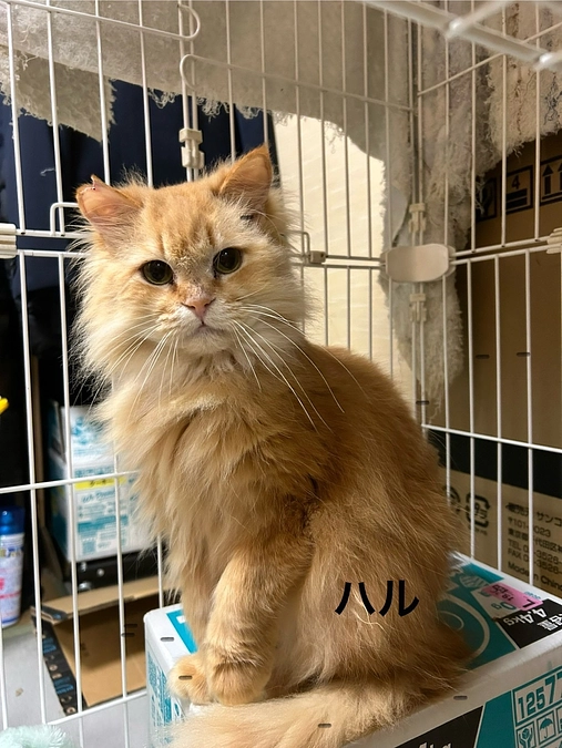 回想と余談を 今