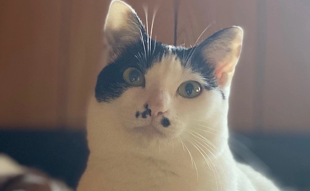 応援ありがとうの感謝状3000