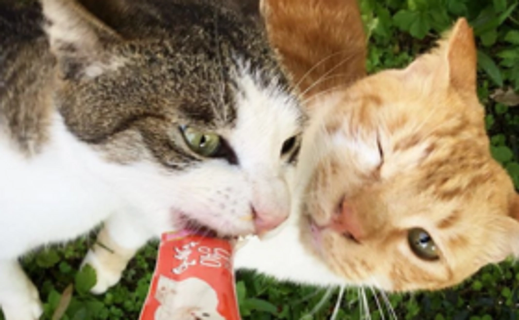 【応援コース】感謝の気持ちを込めてサンクスレターをお送りします。