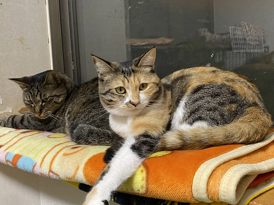 12月16日 ここちゃんの兄弟、ぶん太とみるくについて