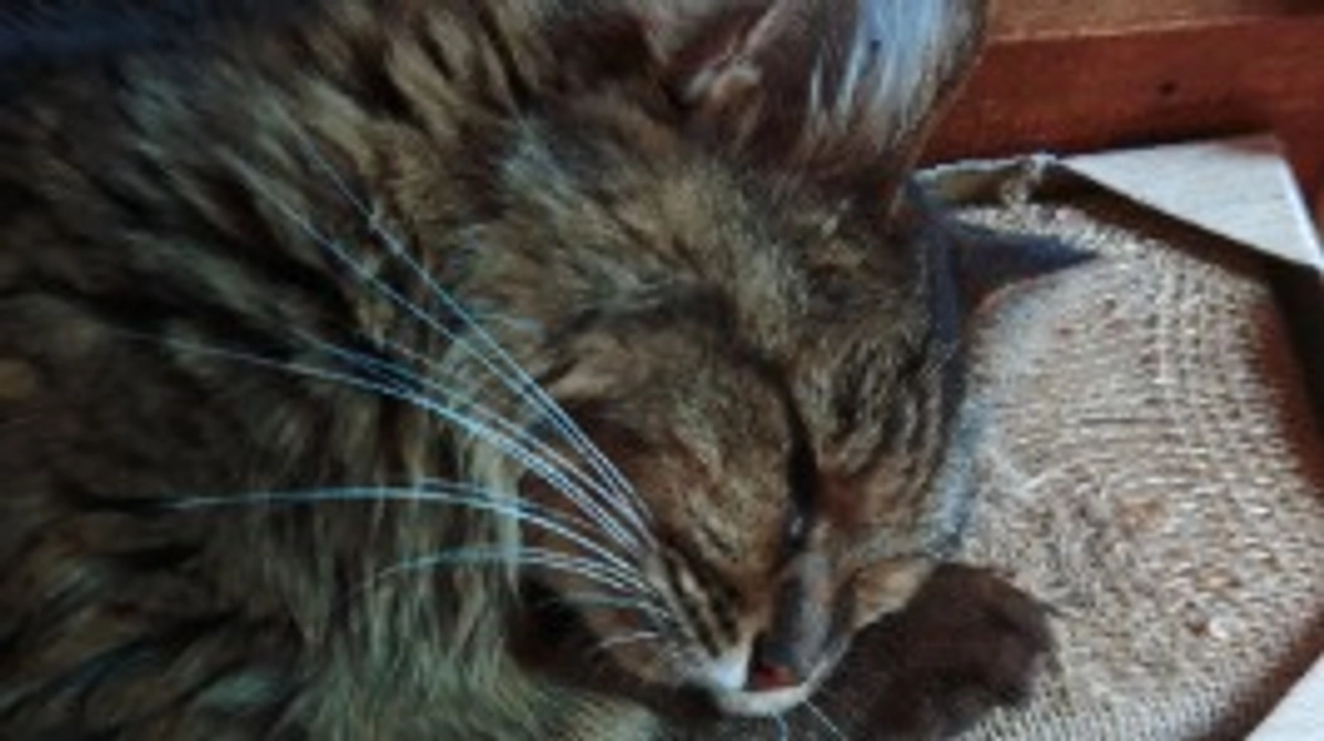 残り時間一日。エリを守るためどうかお力をお貸しください！