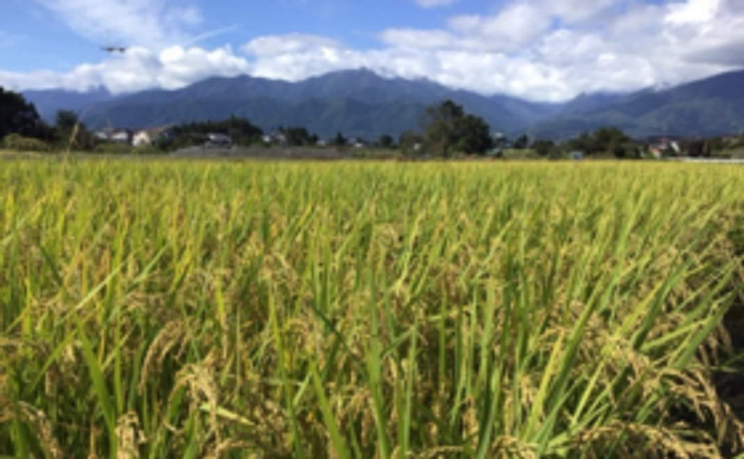 RISING SUN FARMのお米（安曇野産の白米）