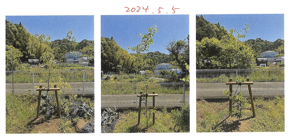 左からヤエベニシダレ・ソメイヨシノ・ジンダイアケボノです。