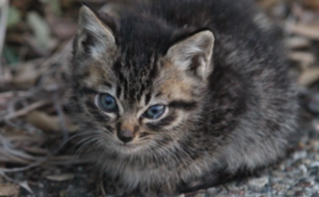 名古屋港TNRプロジェクト3710活動応援　5,000円