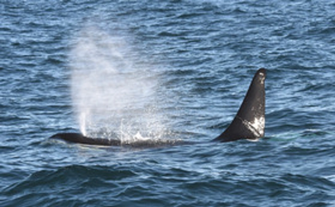 5千円｜応援コース