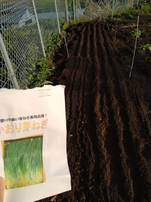ネギを植えました！　～その２　播種！～