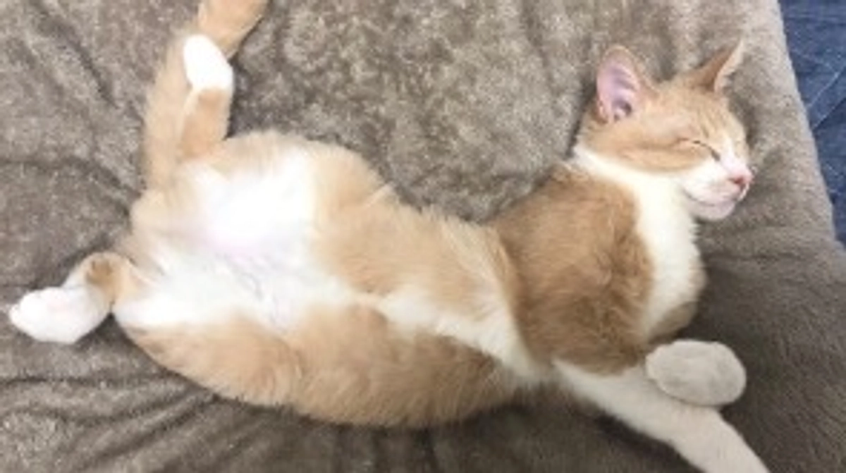 【代理支援のお知らせ】