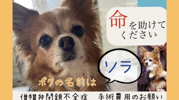 手術費用ご支援【僧帽弁閉鎖不全症】チワワのソラを助けてください。