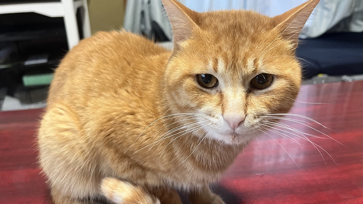 ご挨拶とお願い