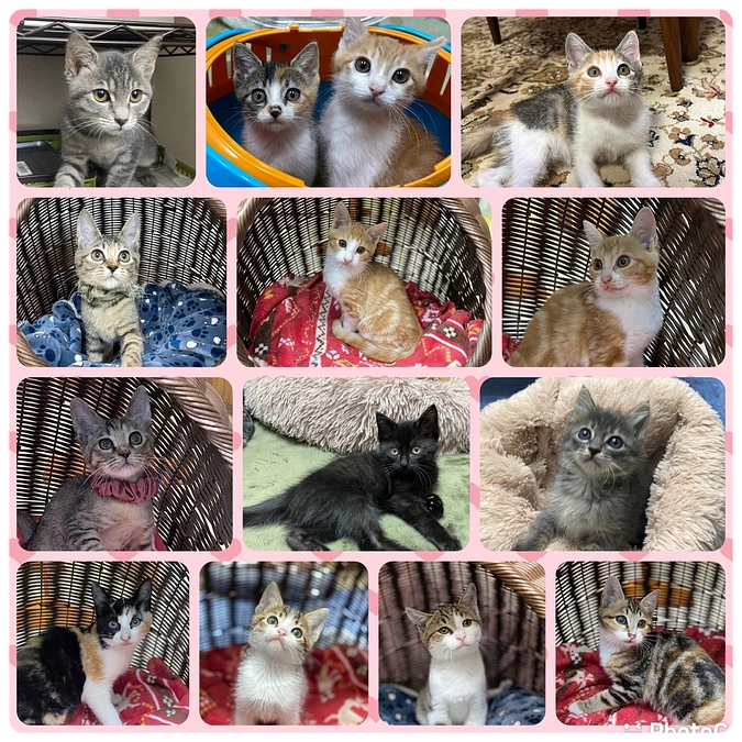 頑張るにゃん！～トライアルにゃんこ便り～