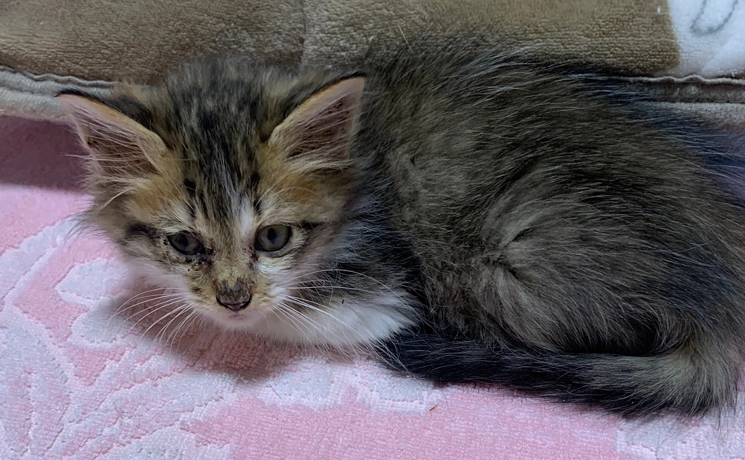 耳ダニ駆除の治療ができます。