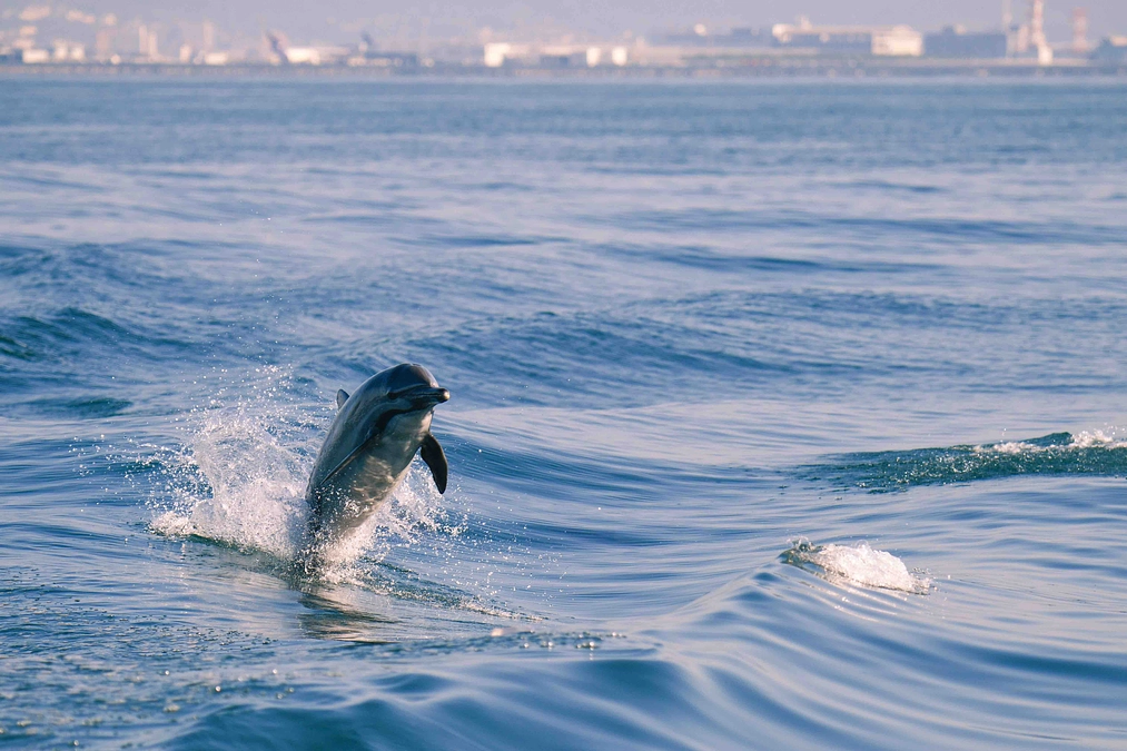 国際海生哺乳類学会