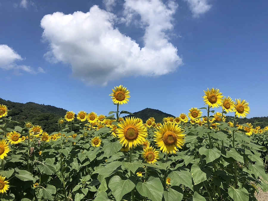 応援メッセージ（8）田畑仁志（大中グリーン工房）