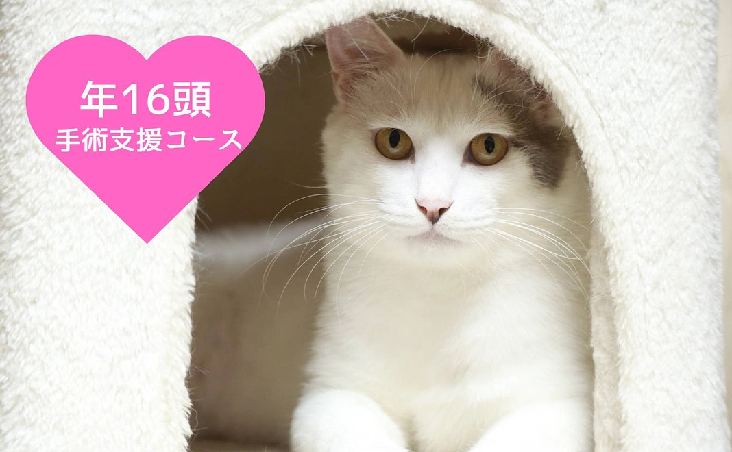 年16頭手術支援コース