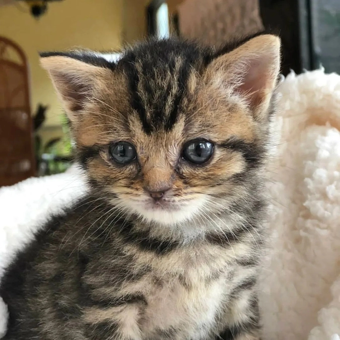 お姉ちゃん猫のモモタスの障害について