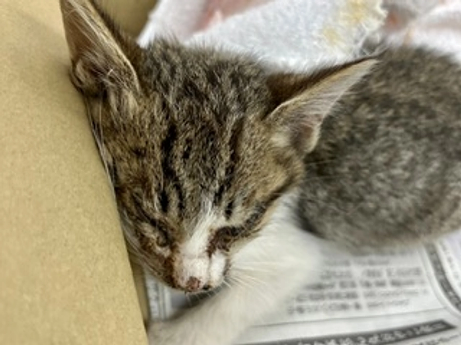 不幸な命を増やさないで