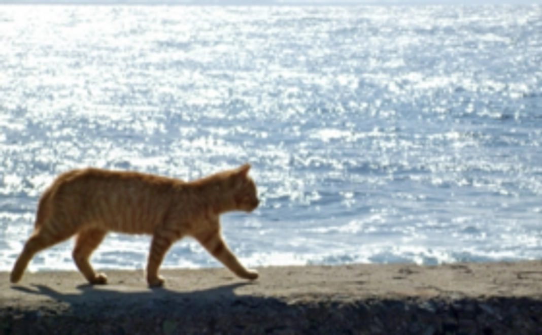 活動を応援サポートコース