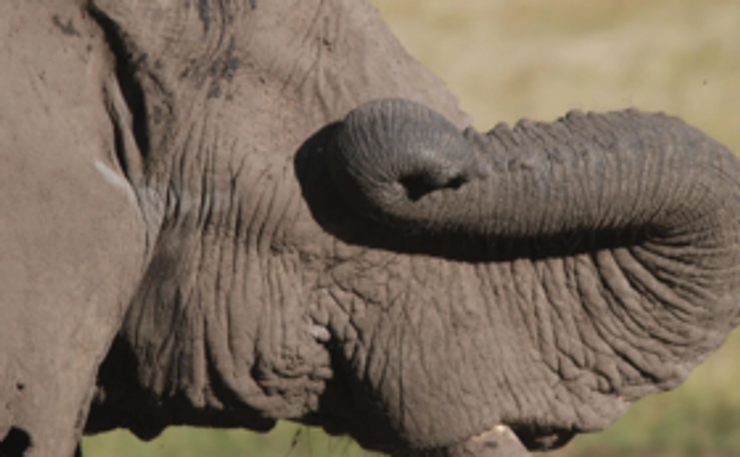 【象牙になるゾウを守る仲間に！】