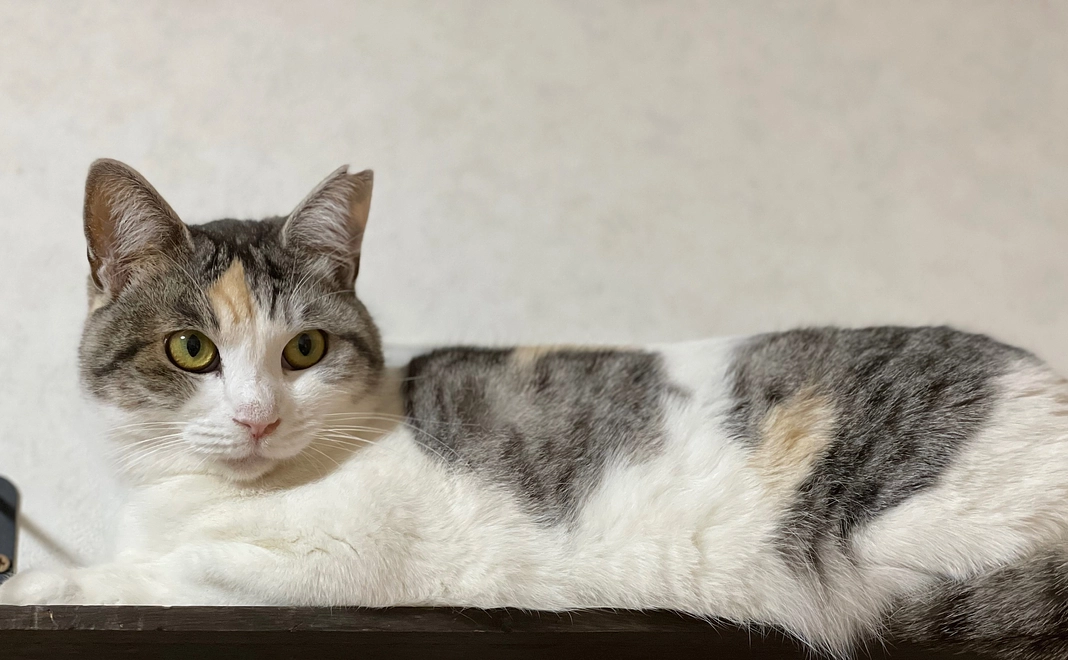 感謝と猫の写真付きメール(=^・・^=)