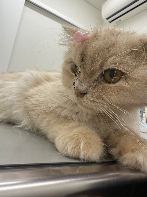 9/5 輸血ドナー探し　経鼻栄養開始