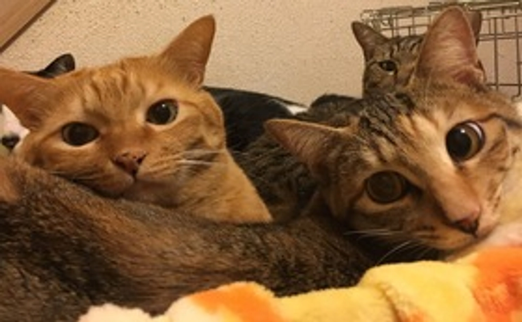 ご支援ありがとうございます。（10000円）